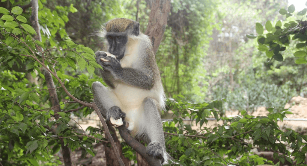 Barbados Wildlife Reserve Nature Spots