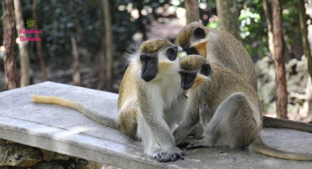 Barbados wildlife reserve