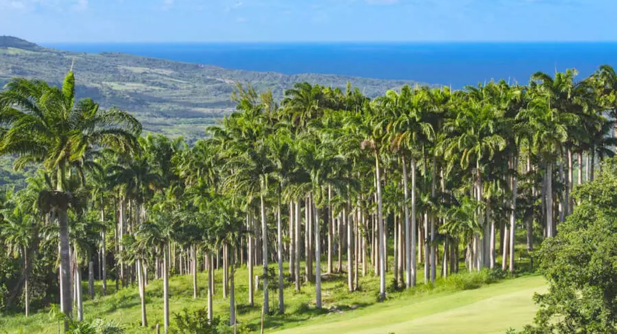 Lush tropical palm trees lining a serene golf course with a stunning view of the ocean in the distance, showcasing the natural beauty and tranquil landscape perfect for a relaxing getaway.