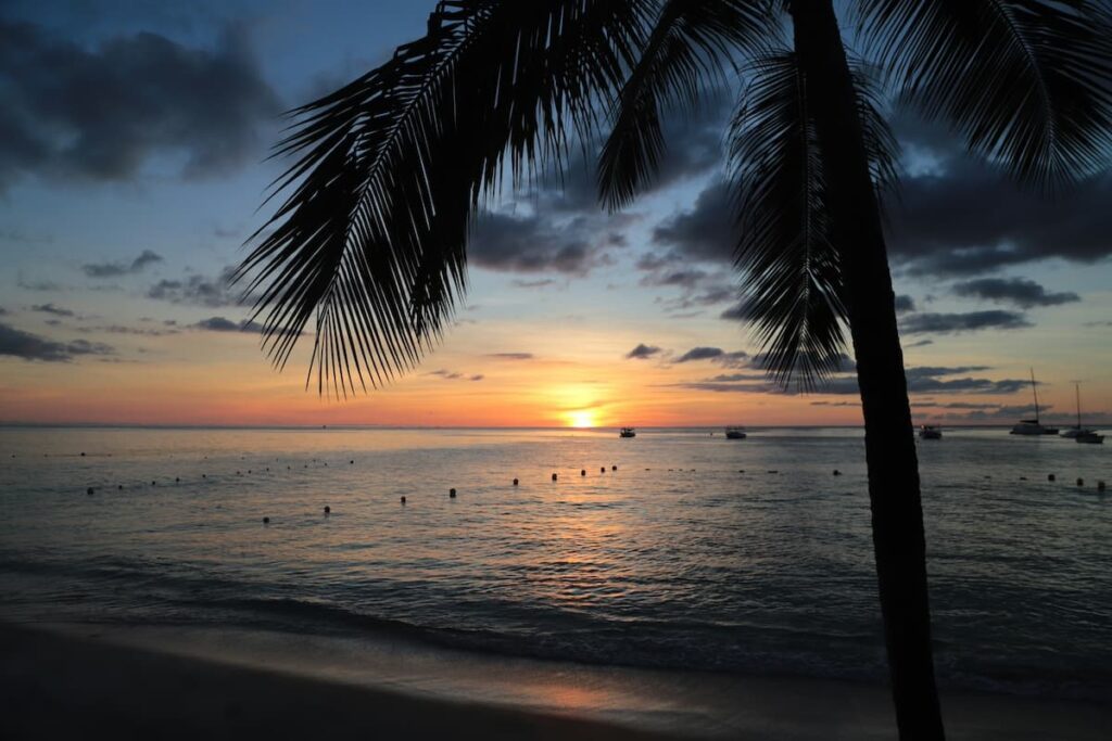 Sunset at a beach in Barbados with large palm tree on the right